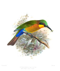 Melittophagus boleslavskii Keulemans