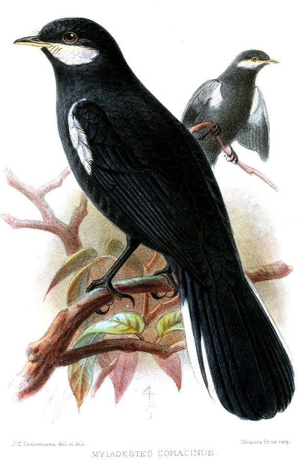 MyiadestesCoracinusKeulemans
