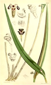 Myoxanthus reymondii (as Pleurothallis reymondii, Pleurothallis reymondii - Curtis' 89 (Ser. 3 no. 19) pl. 5385 (1863)