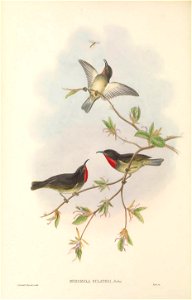 Myzomela sclateri - The Birds of New Guinea