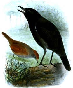 Myrmeciza fortis