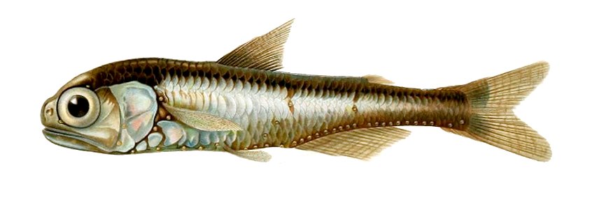 Myctophum punctatum1