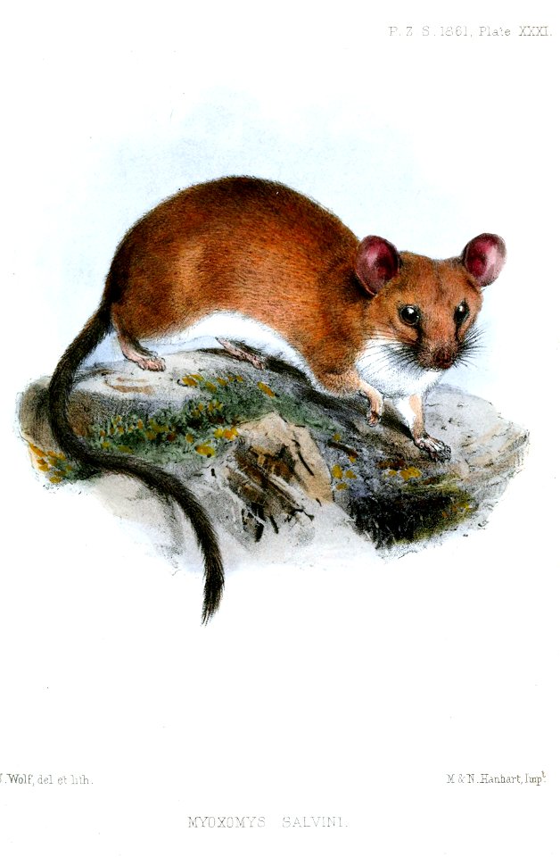 MyoxomysSalviniWolf