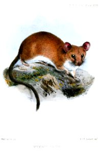 MyoxomysSalviniWolf
