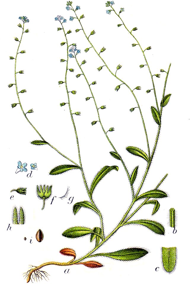 Myosotis sp Sturm18