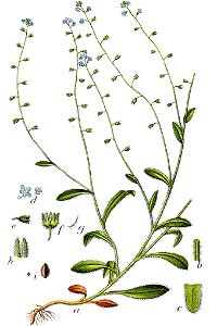 Myosotis sp Sturm18