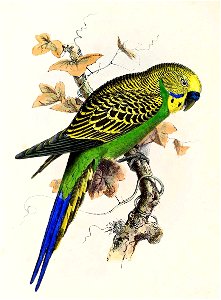 Melopsittacus undulatus 1869. Free illustration for personal and commercial use.
