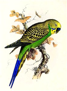Melopsittacus undulatus 1869