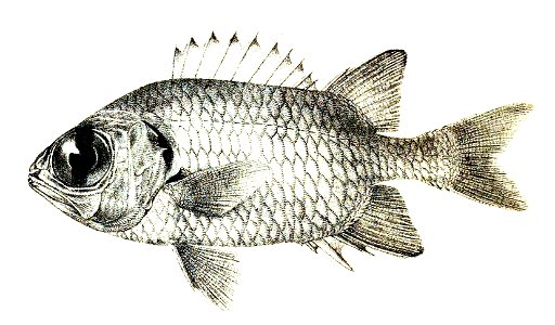 Myripristis murdjan Ford 41