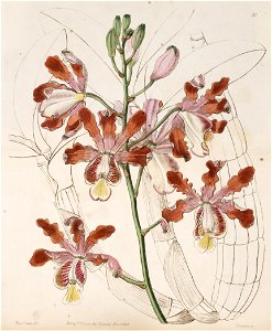 Myrmecophila grandiflora (as Schomburgkia tibicinis var. grandiflora) - Edwards vol 31 (NS 8) pl 30 (1845)