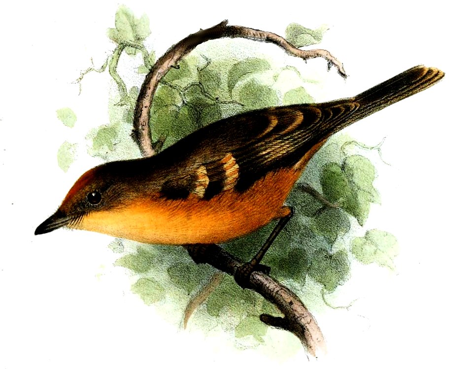 Myiophobus fasciatus Smit