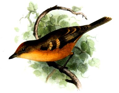 Myiophobus fasciatus Smit