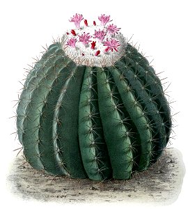Melocactus curvispinus ssp caesius BlKakteenT92