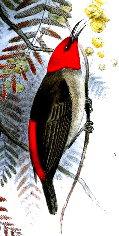 Myzomela adolphinae
