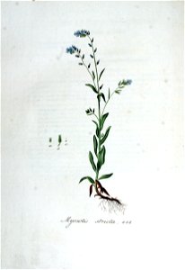 Myosotis stricta — Flora Batava — Volume v6