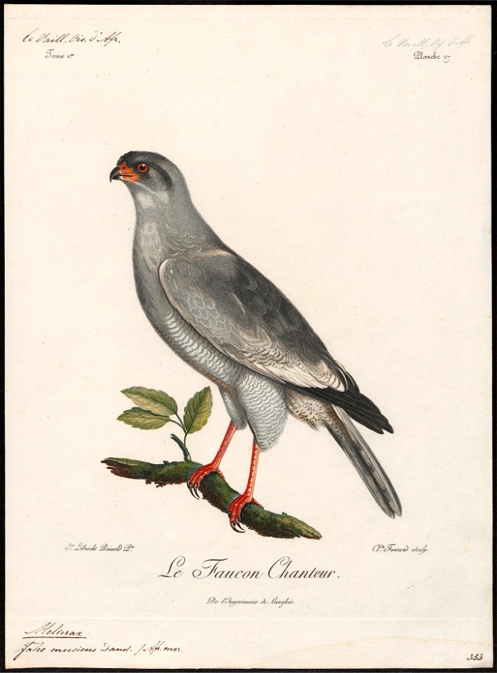 Melierax musicus - 1796-1808 - Print - Iconographia Zoologica - Special Collections University of Amsterdam - UBA01 IZ18300173