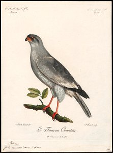 Melierax musicus - 1796-1808 - Print - Iconographia Zoologica - Special Collections University of Amsterdam - UBA01 IZ18300173