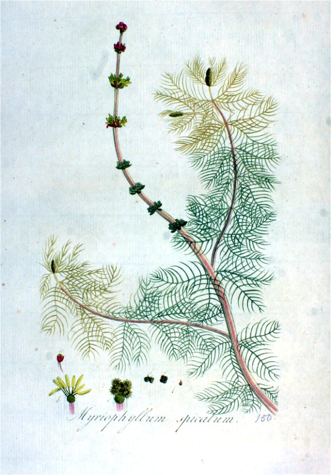 Myriophyllum spicatum — Flora Batava — Volume v2