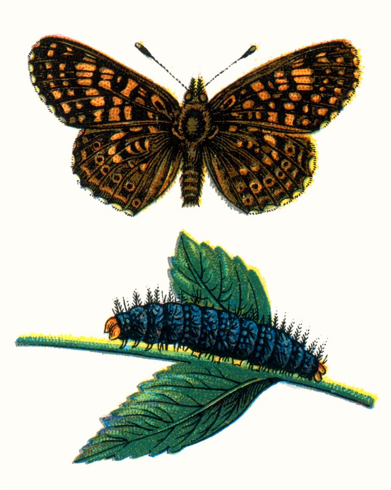 Melitea cinxia Nemos