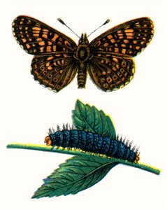 Melitea cinxia Nemos