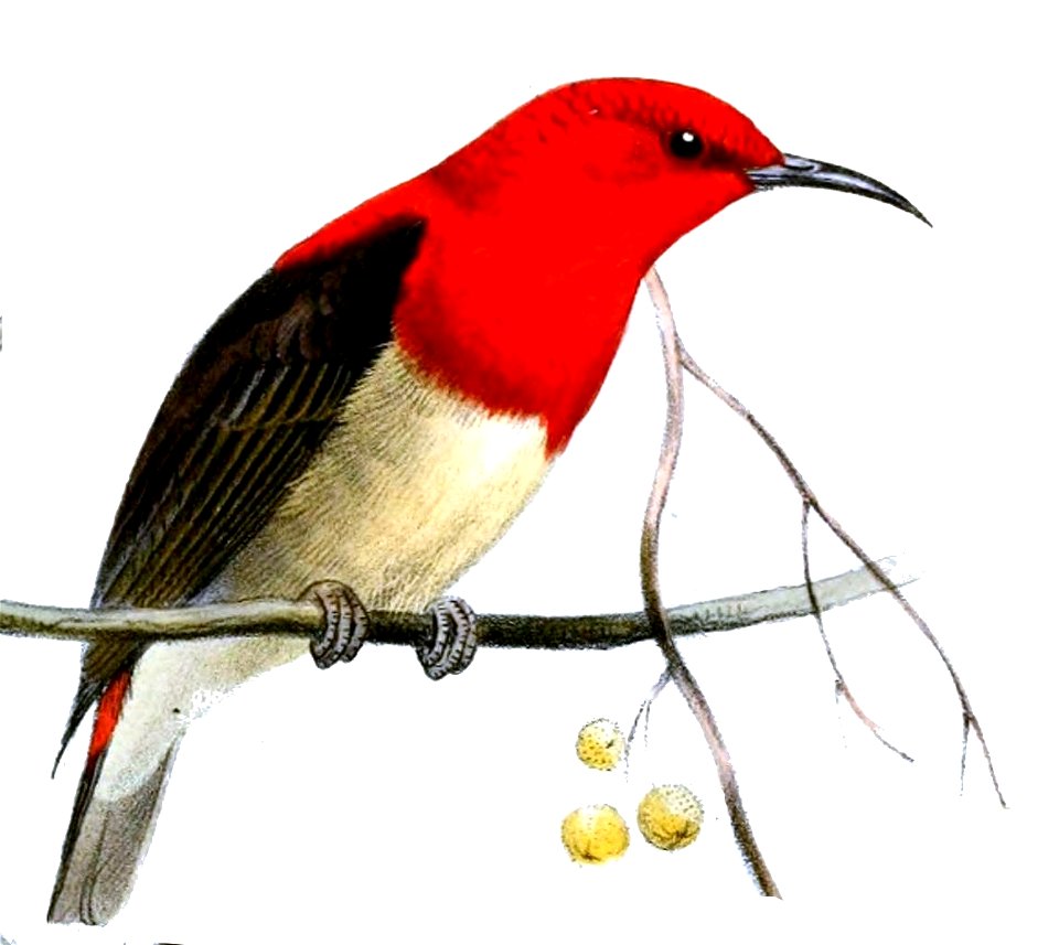 Myzomela chloroptera