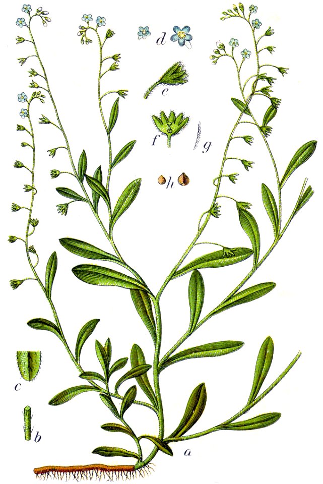 Myosotis cespitosa Sturm15