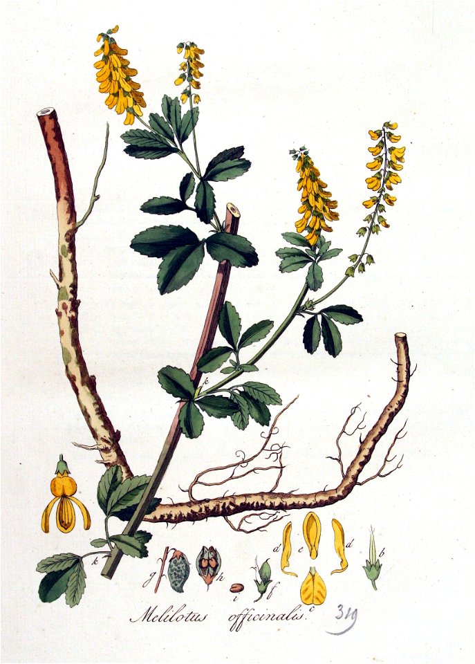 Melilotus officinalis — Flora Batava — Volume v4