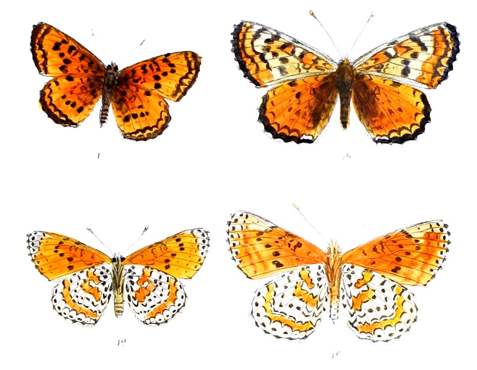 MelitaeaChitralensis 380 1