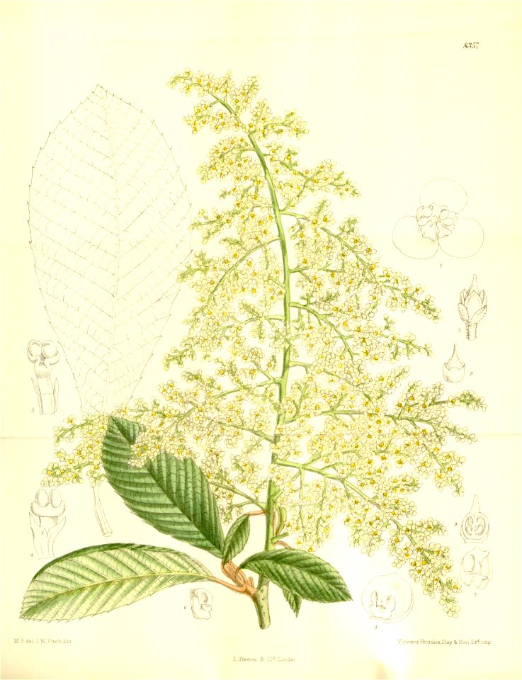 Meliosma cuneifolia 137-8357