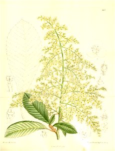 Meliosma cuneifolia 137-8357