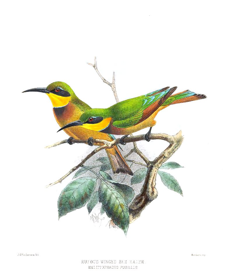 Melittophagus pusillus Keulemans