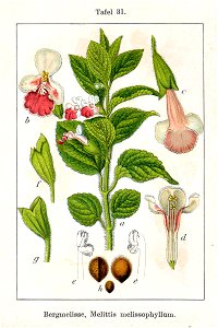 Melittis melissophyllum Sturm31-original