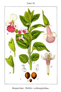 Melittis melissophyllum Sturm31