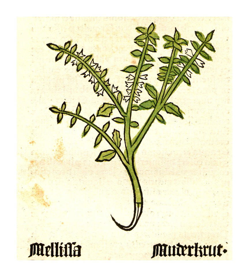 Melisse Herbarius 1484