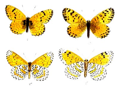MelitaeaRobertsi 379 2