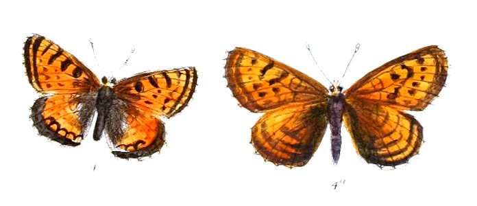 MellictaSikkimensis 380 4