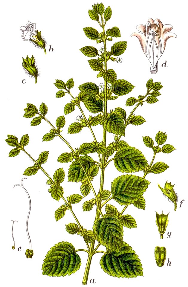 Melissa officinalis Sturm55