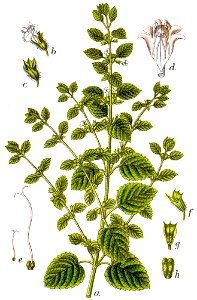 Melissa officinalis Sturm55