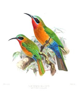Melittophagus bullocki Keulemans