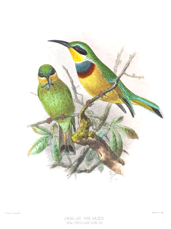 Melittophagus sonninii Keulemans