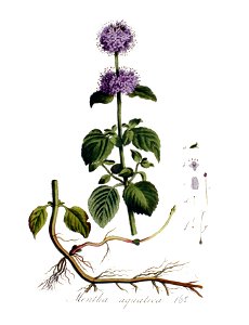 Mentha aquatica — Flora Batava — Volume v3. Free illustration for personal and commercial use.
