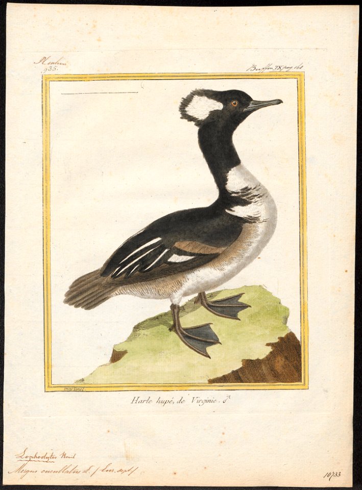 Mergus cucullatus - 1700-1880 - Print - Iconographia Zoologica - Special Collections University of Amsterdam - UBA01 IZ17700213