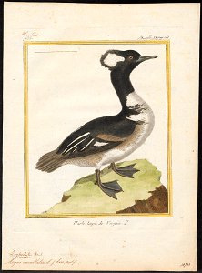 Mergus cucullatus - 1700-1880 - Print - Iconographia Zoologica - Special Collections University of Amsterdam - UBA01 IZ17700213