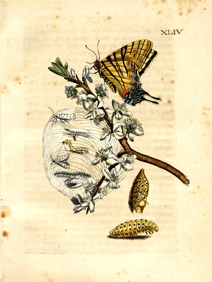 Merian - Der Raupen wunderbare Verwandelung und sonderbare Blumennahrung - Abb 2.44