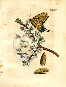 Merian - Der Raupen wunderbare Verwandelung und sonderbare Blumennahrung - Abb 2.44