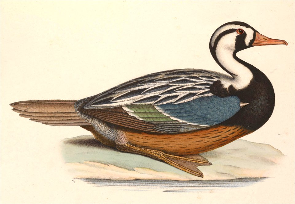 Merganetta armata 1849