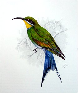 Merops hirundineus00