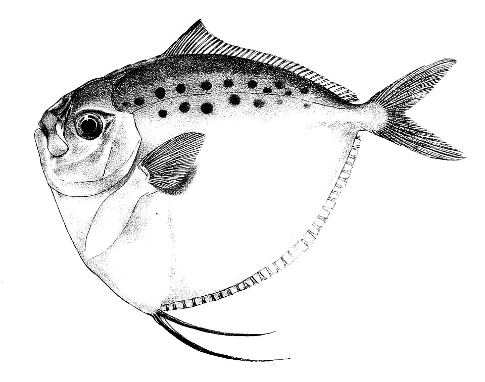 Mene maculata Ford 53