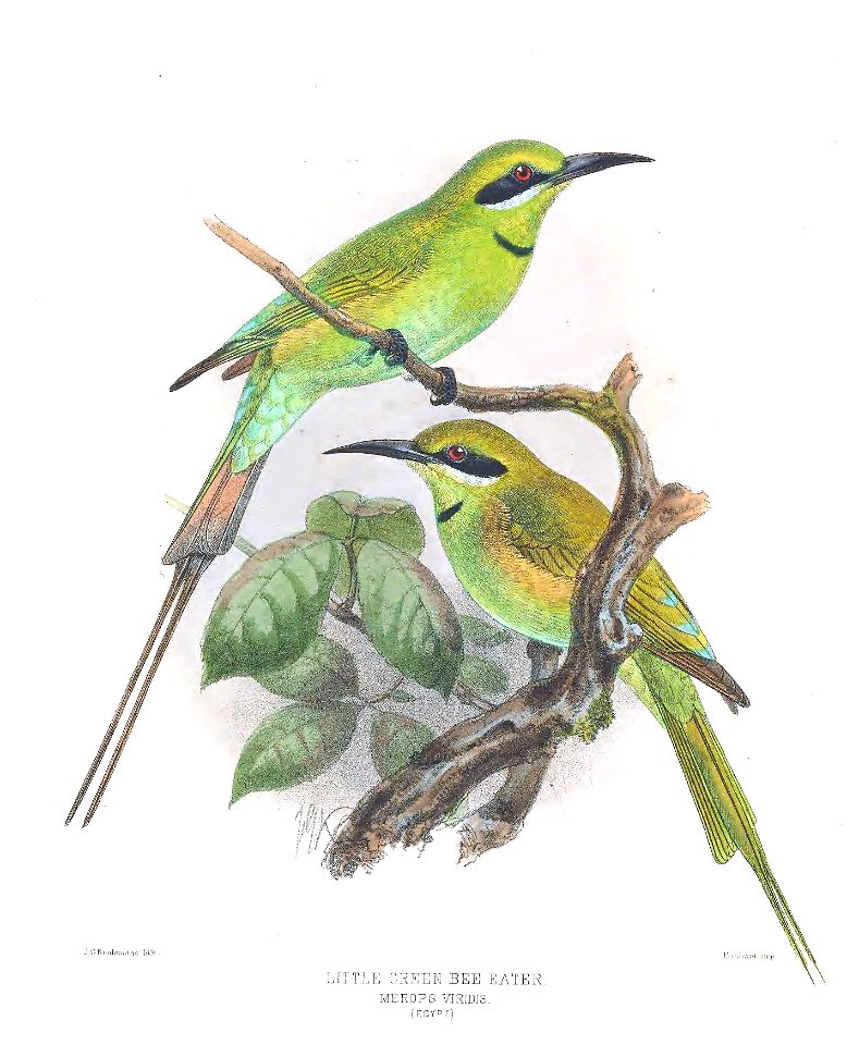 Merops viridis Egypt Keulemans