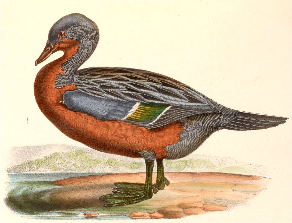 Merganetta armata female 1849